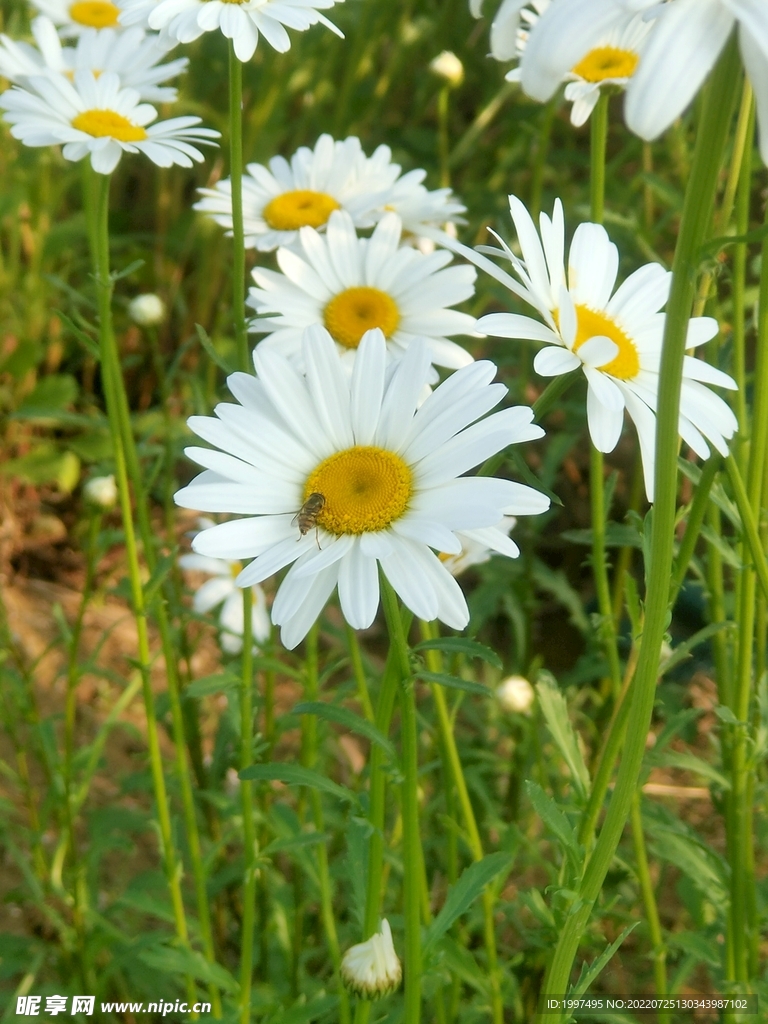 采蜜  菊花