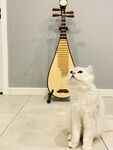 猫咪与琵琶