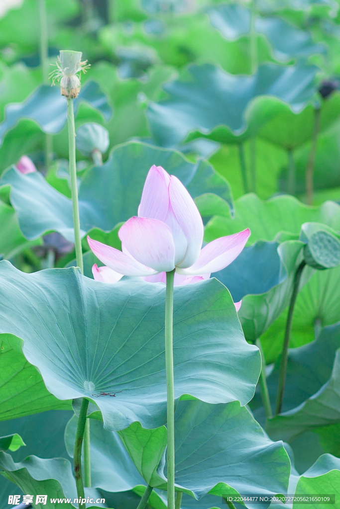 荷花 清淡