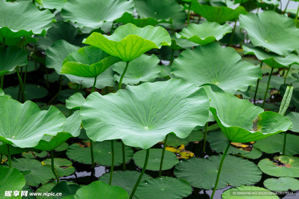 夏季池塘荷葉自然