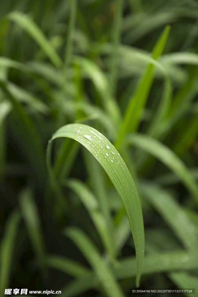 戶外綠色雜草