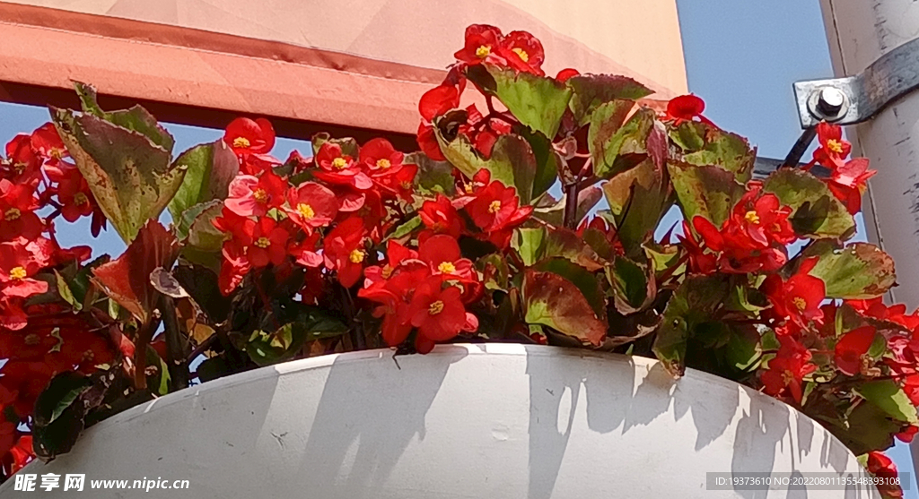 四季海棠鮮花吊藍 