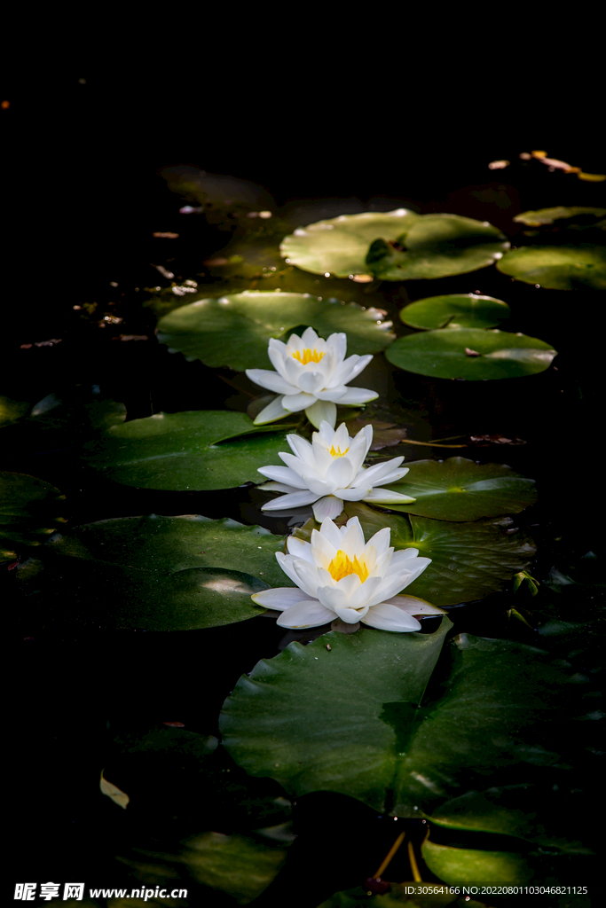 戶外蓮花自然