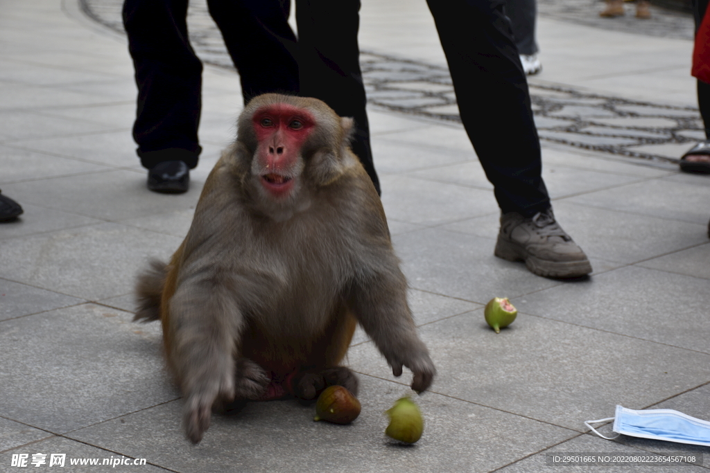 吃水果的猴子