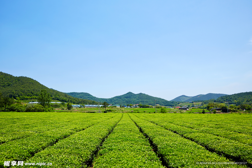 戶外綠色茶園種植園
