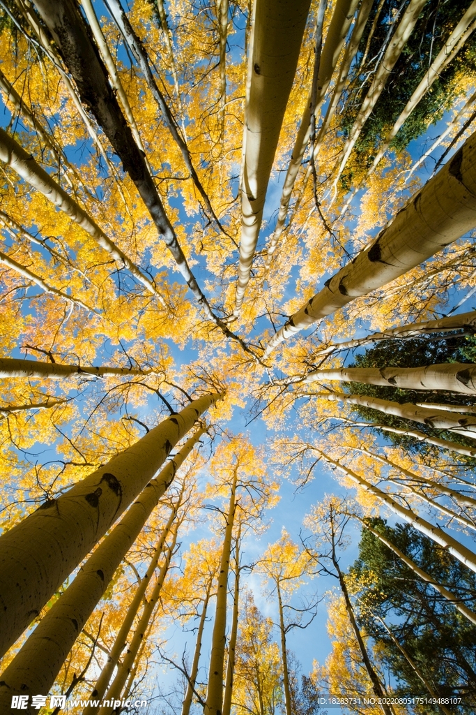 秋季仰拍的白樺林樹林