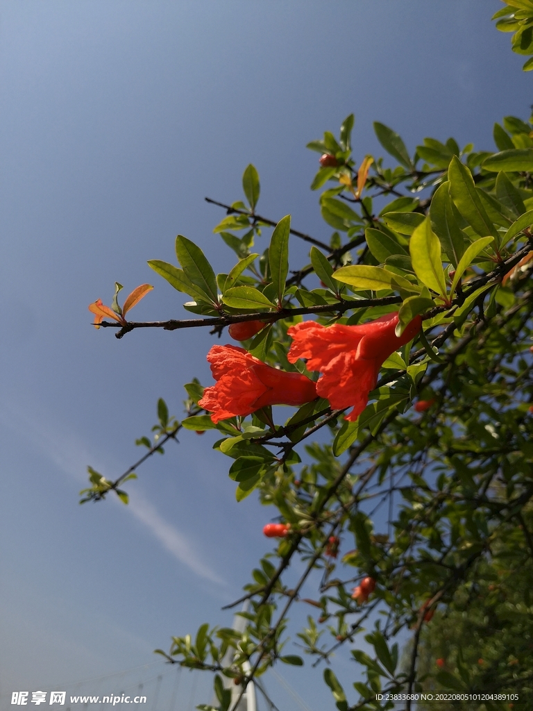 石榴花