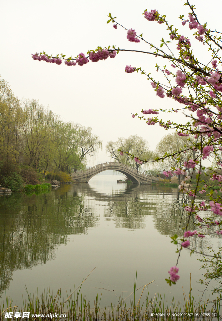 戶外公園拱橋花枝