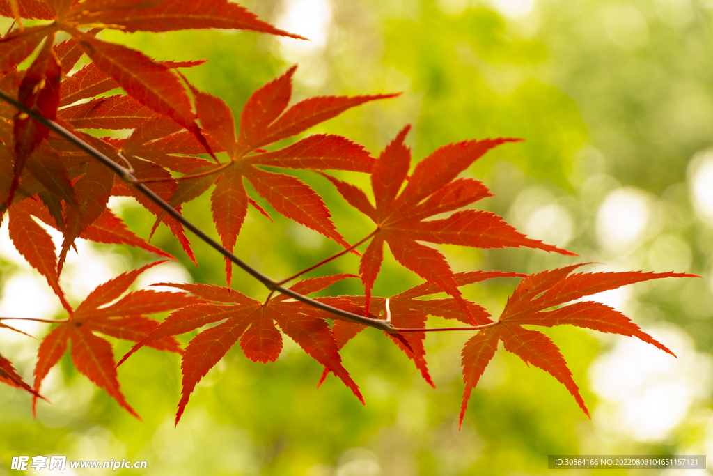 戶外紅色楓葉自然