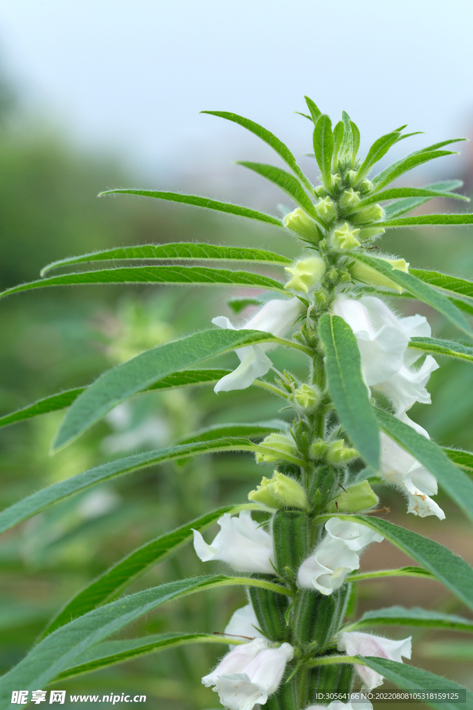 戶外芝麻花朵植物