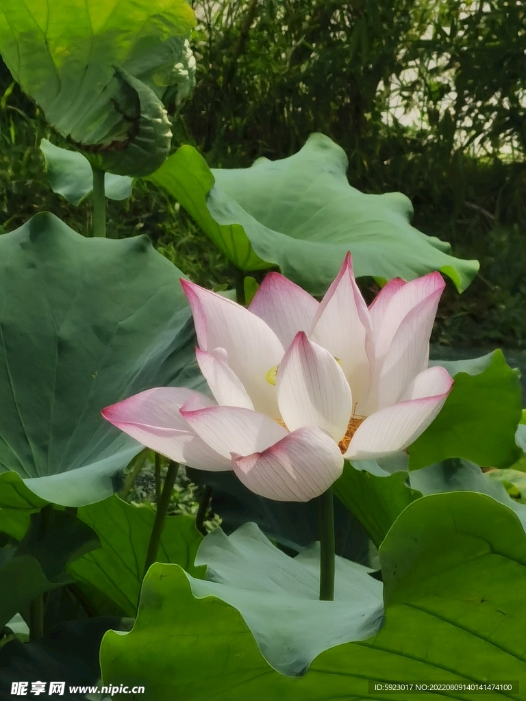 荷花