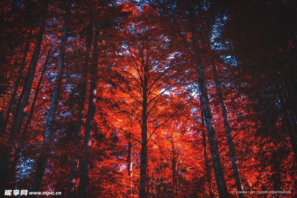 楓葉之景