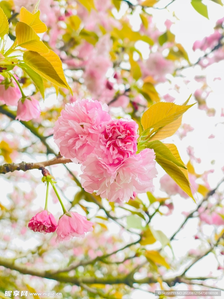 樱花手机背景小清晰