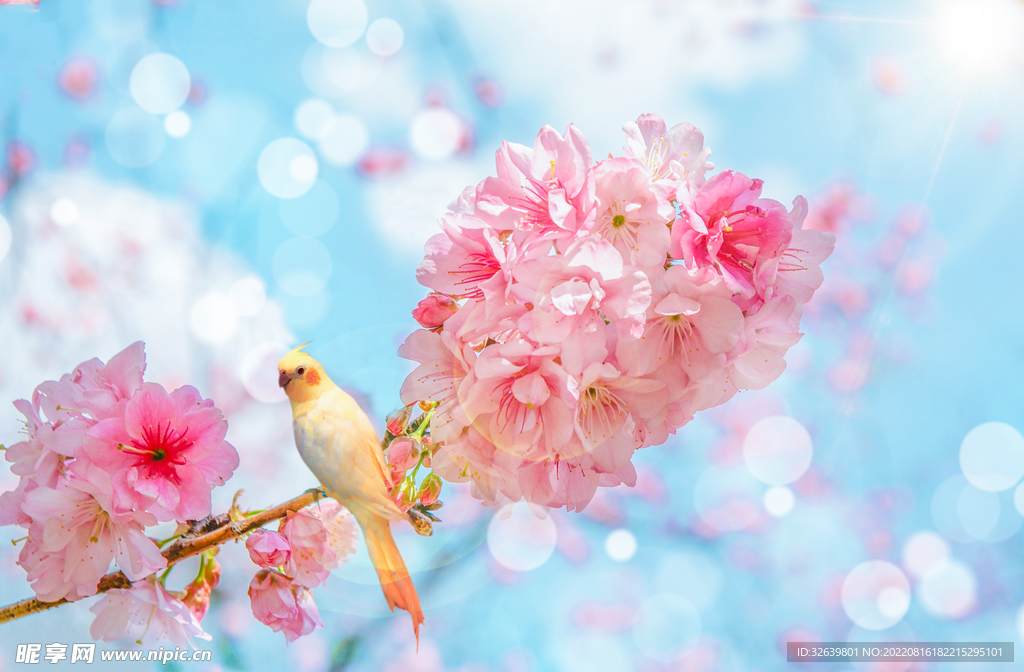 春天櫻花