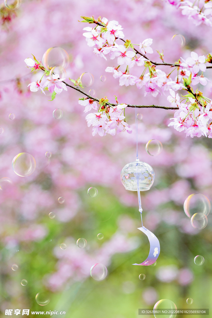 櫻花樹(shù)