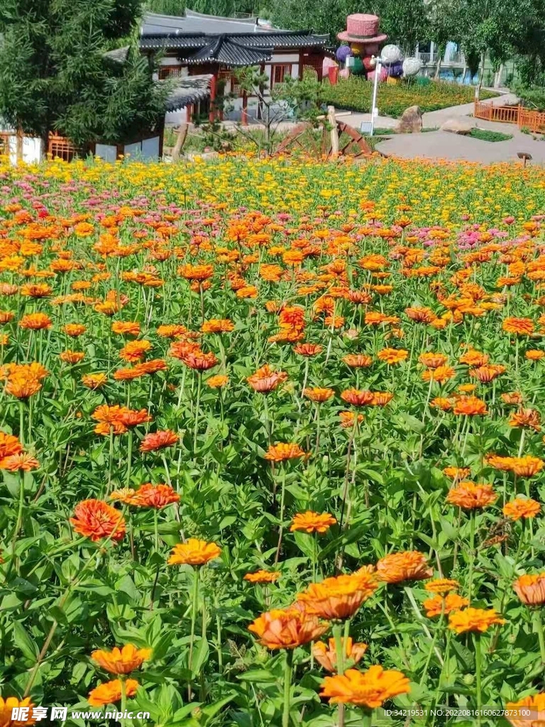 花海