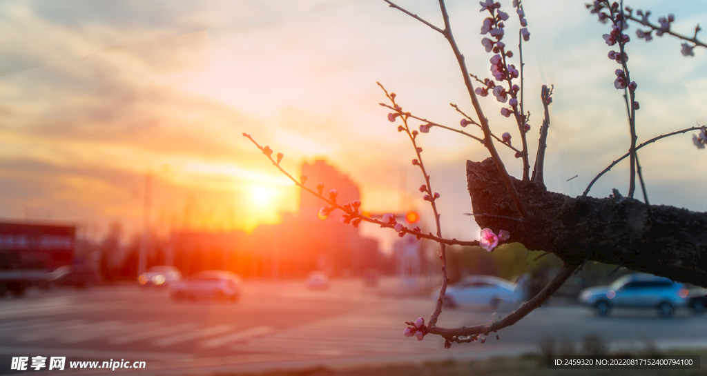 夕陽