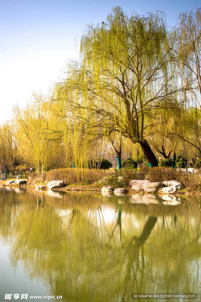 戶外公園湖水樹木