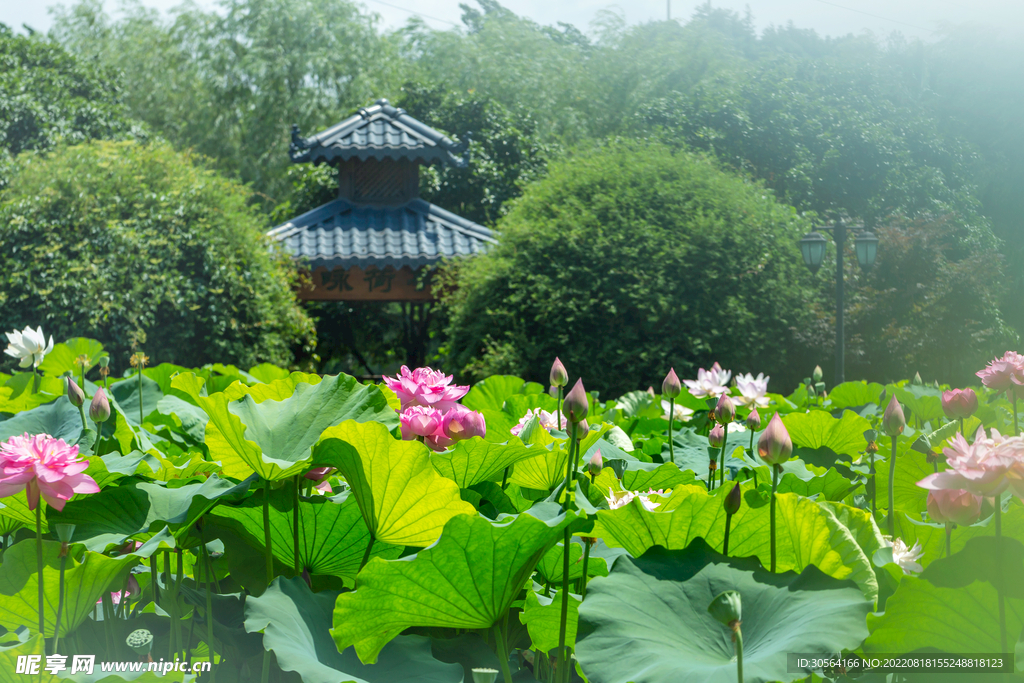 戶外夏季公園荷花荷葉