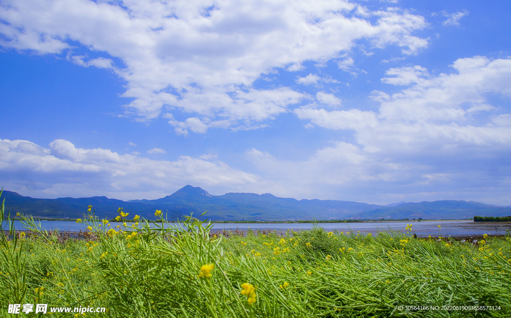 戶外湖水湖邊雜草自然