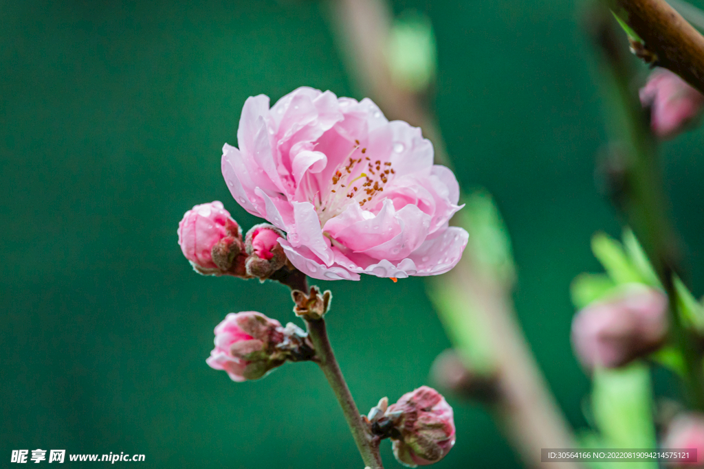 戶外粉色花朵花蕊
