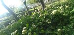 四葉草