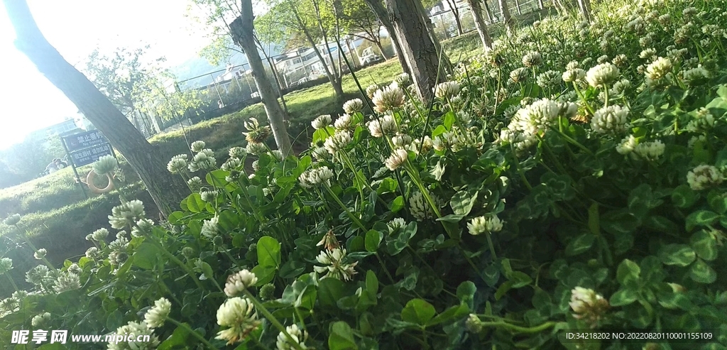 四葉草