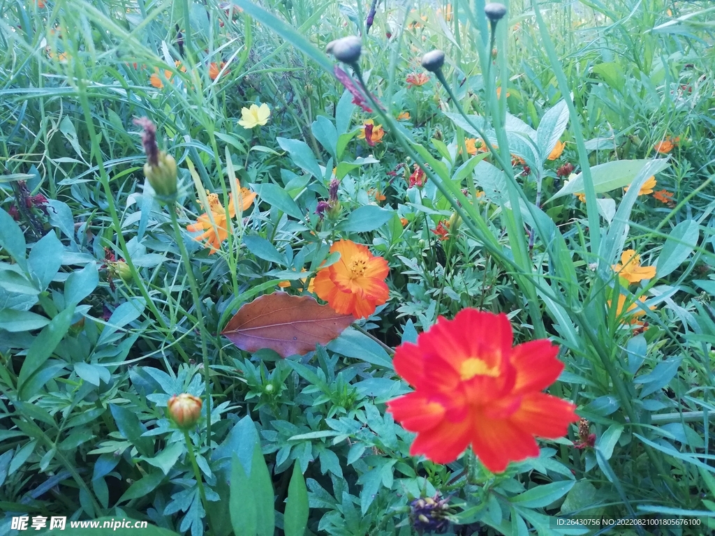 紅色秋英大波斯菊