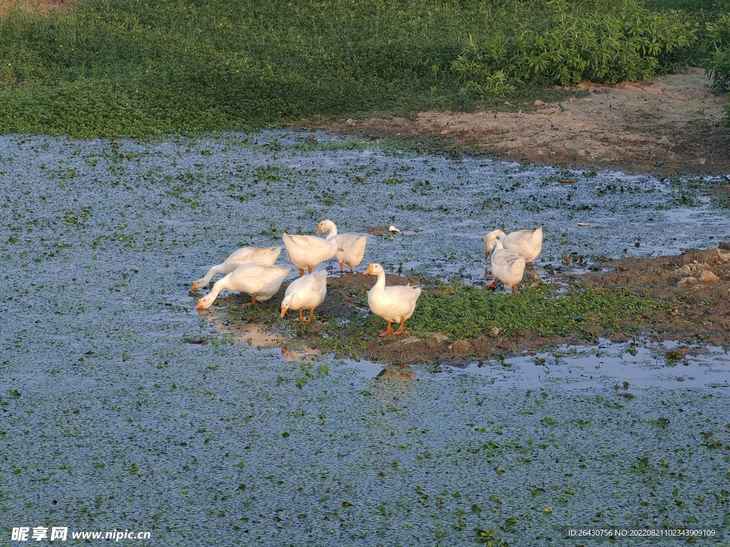一群大白鹅在戏水