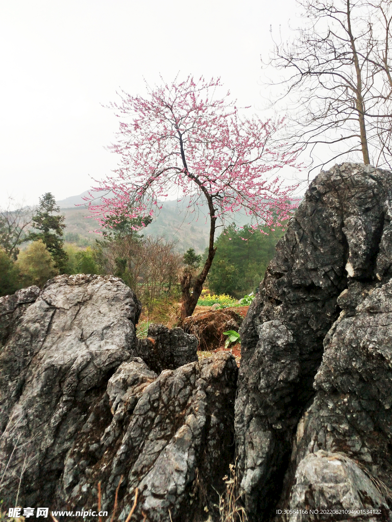 公園石頭