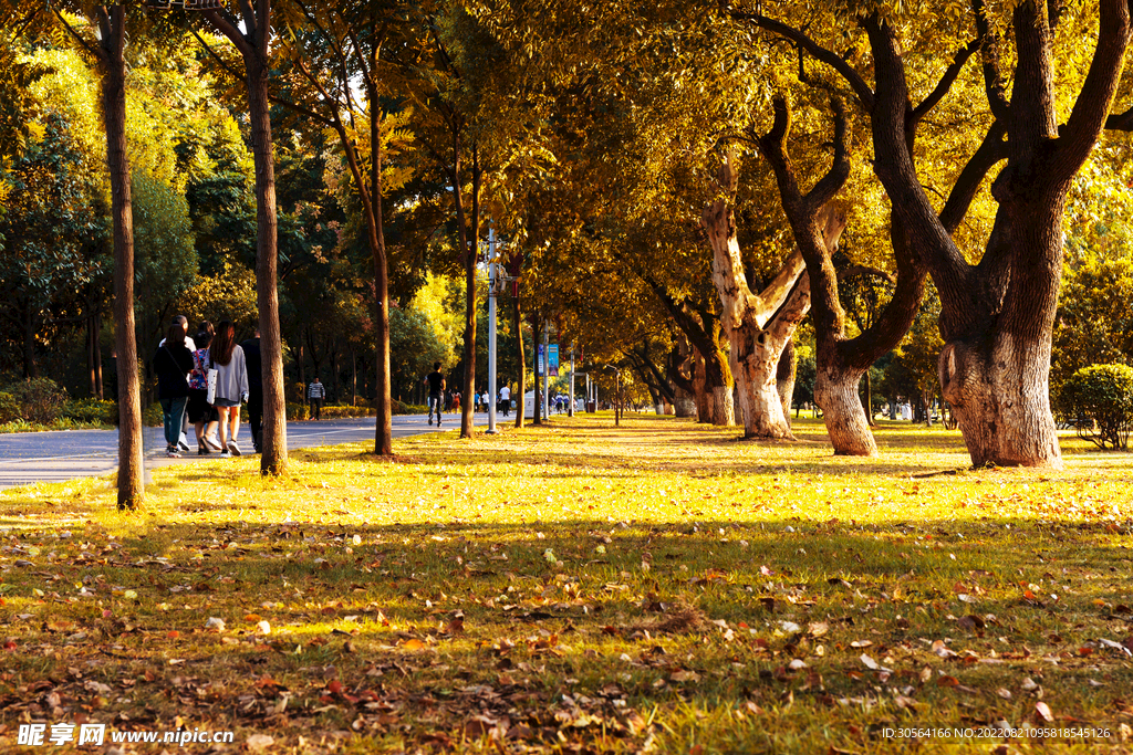 公園森林樹木