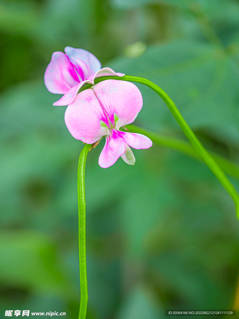 戶外豆角花花朵