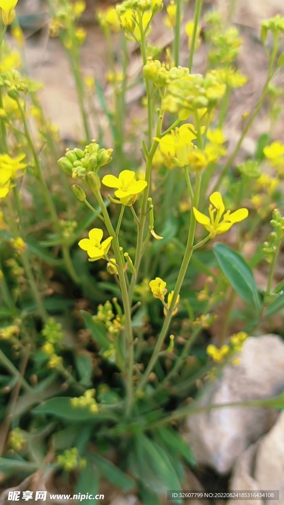 油菜花图片