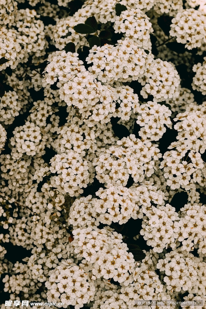 小雛菊背景