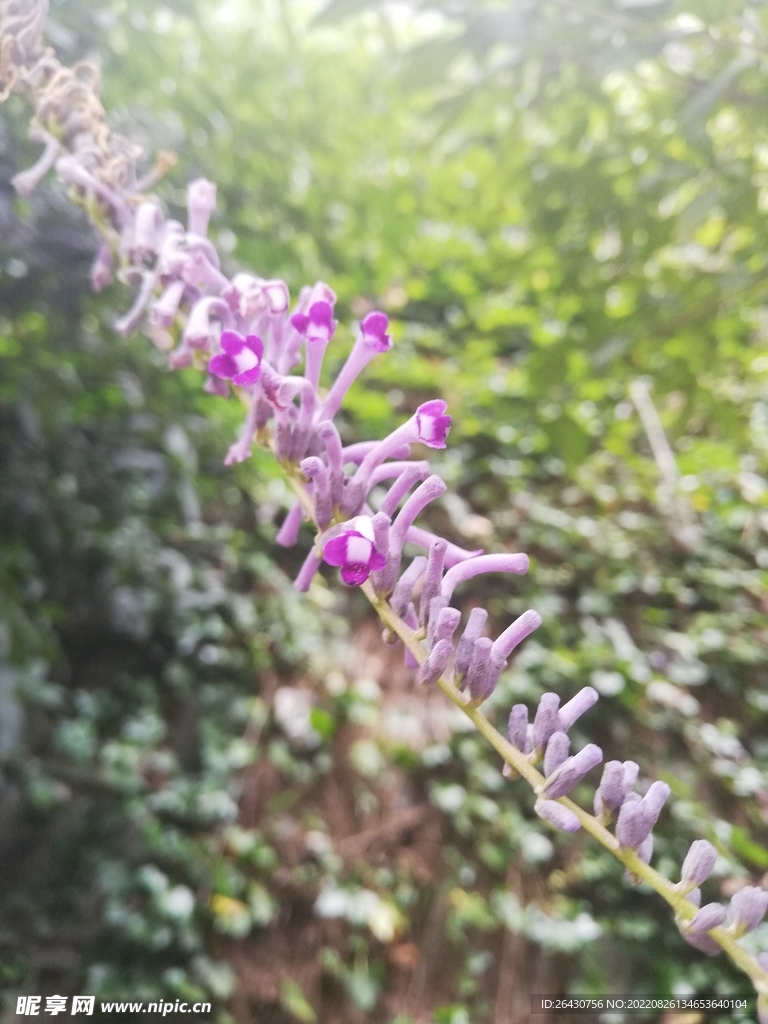 閉魚草 醉魚草 魚尾草 癢見消