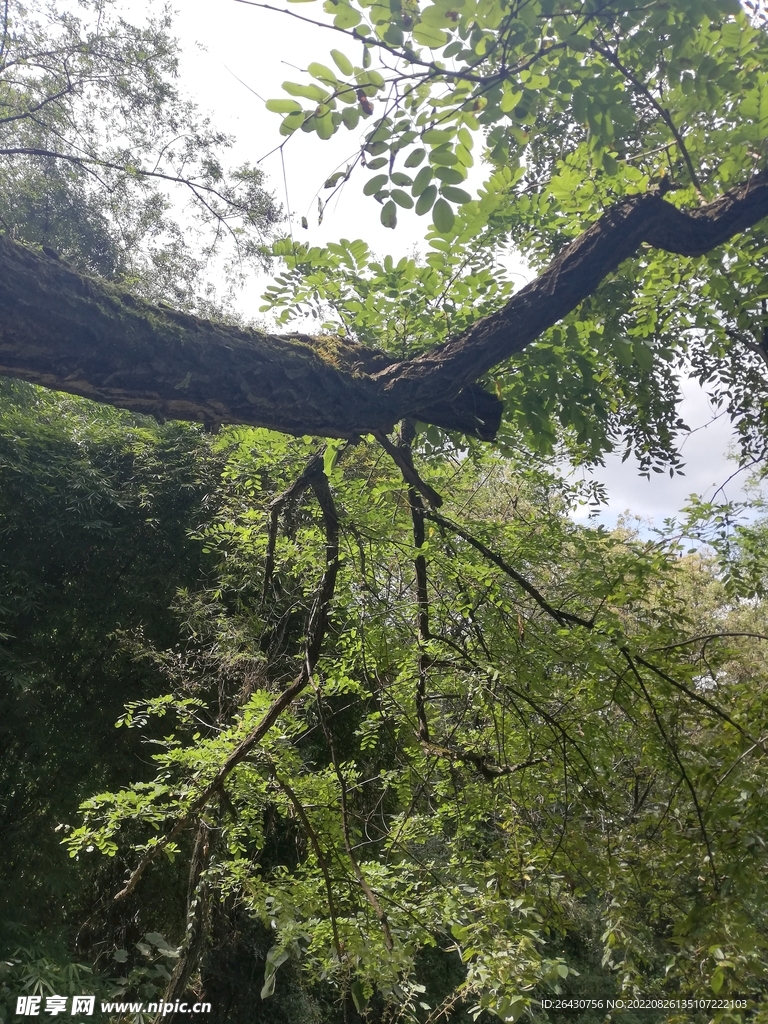 深山老林 樹林 樹木 葉子 
