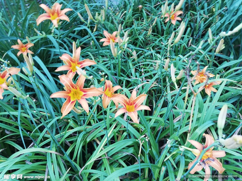 忘憂草大花萱草