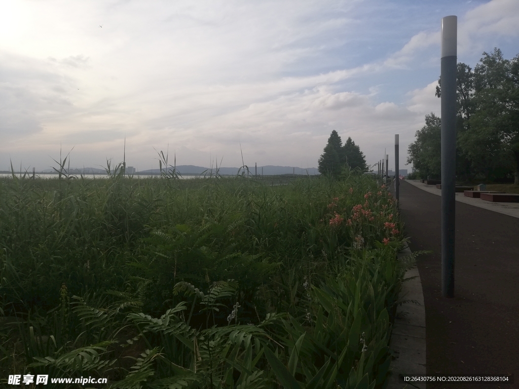 濕地公園彩云草地