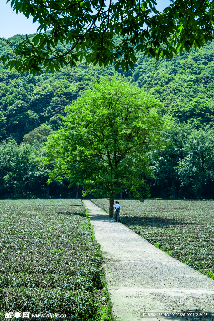 森林公園樹木
