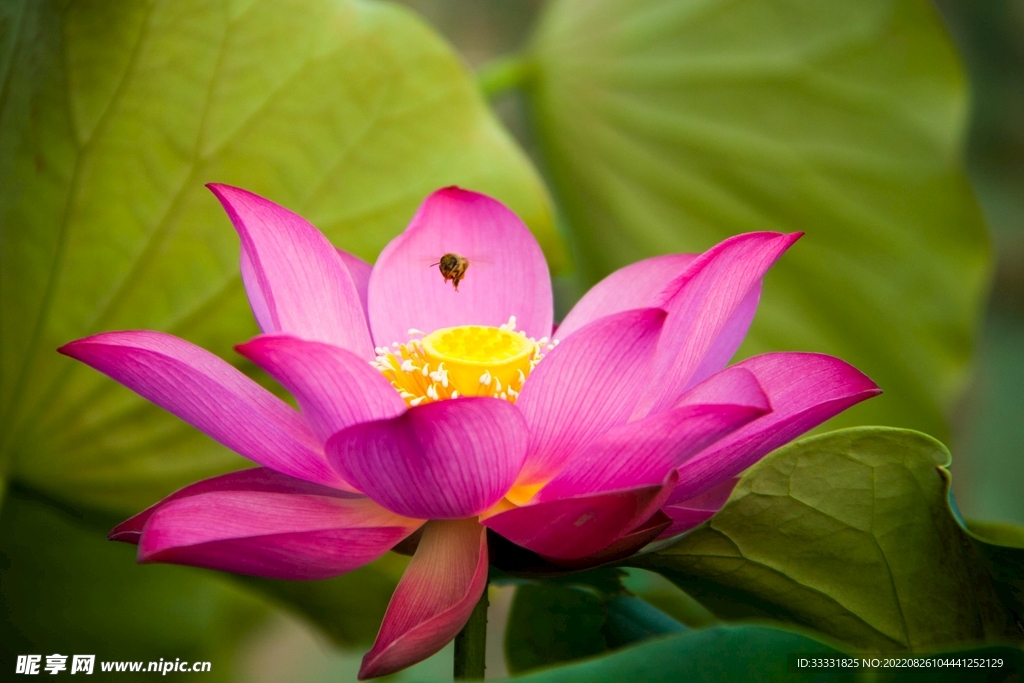 蜜蜂 授粉