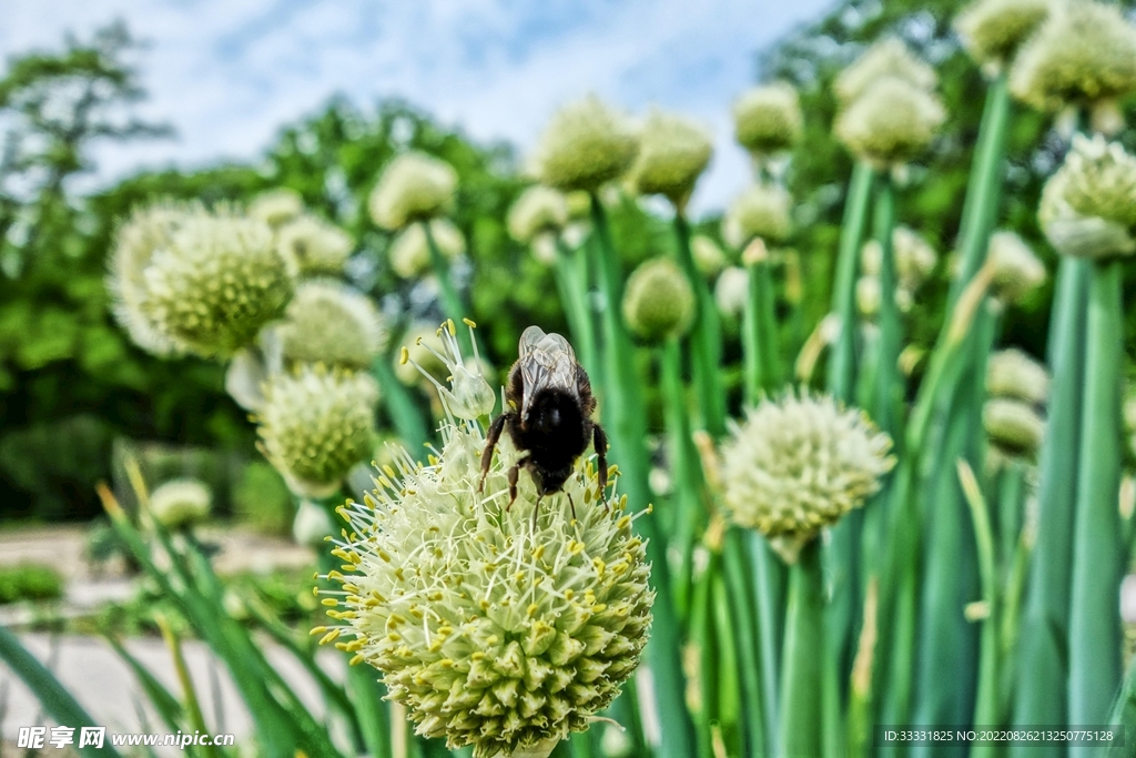 蜜蜂 授粉