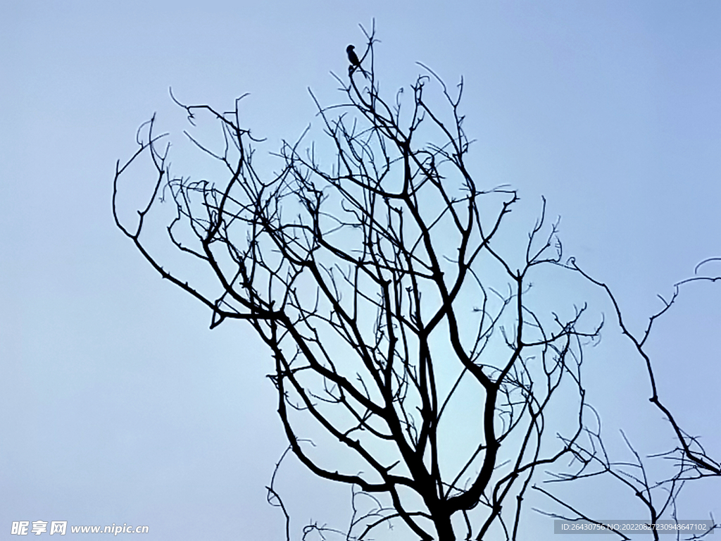 冬天的树剪影小鸟