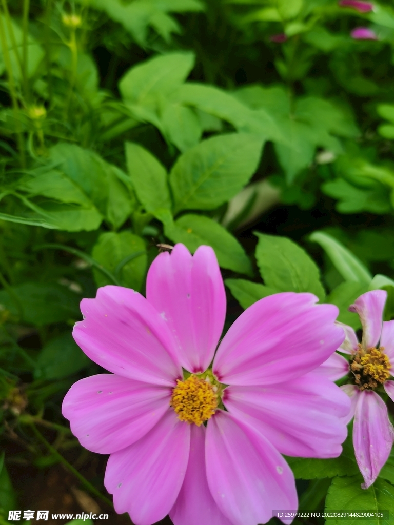 花兒