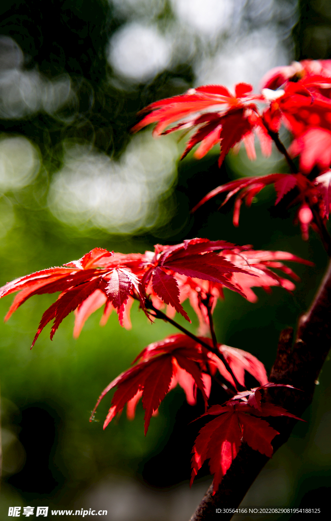 紅色楓葉