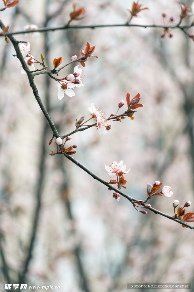 白色桃花
