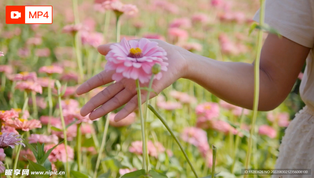 手拂花朵唯美视频