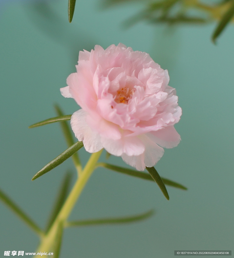 復瓣太陽花