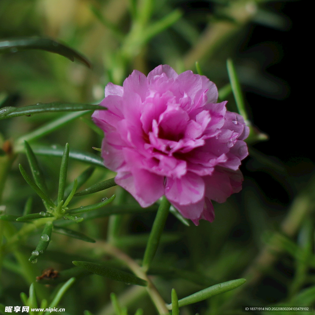 復(fù)瓣太陽(yáng)花