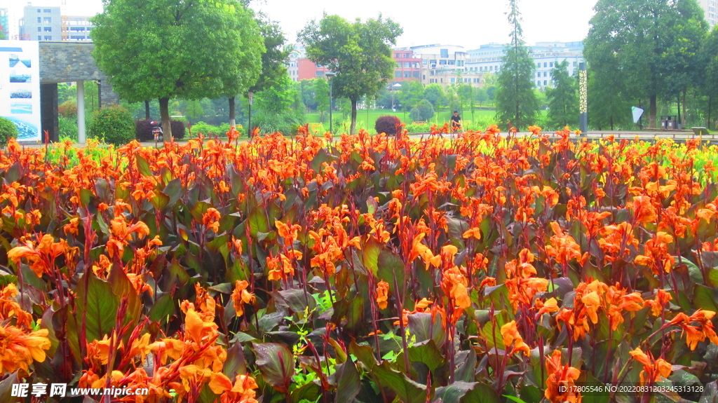 鲜花 特写  花朵 花卉 图片