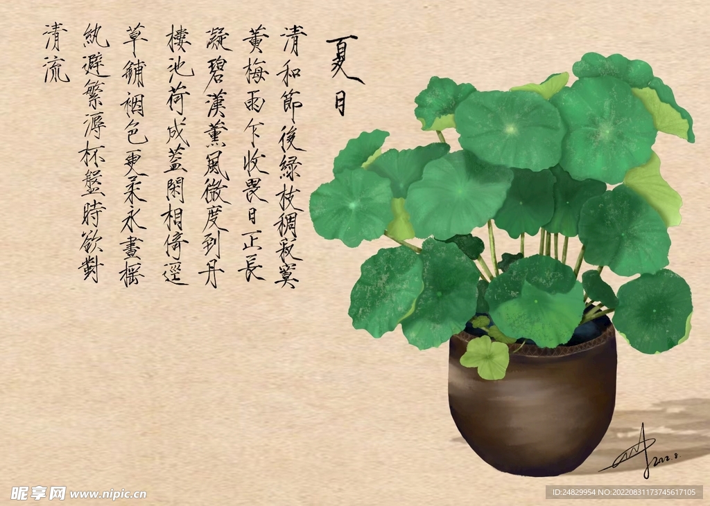 夏荷